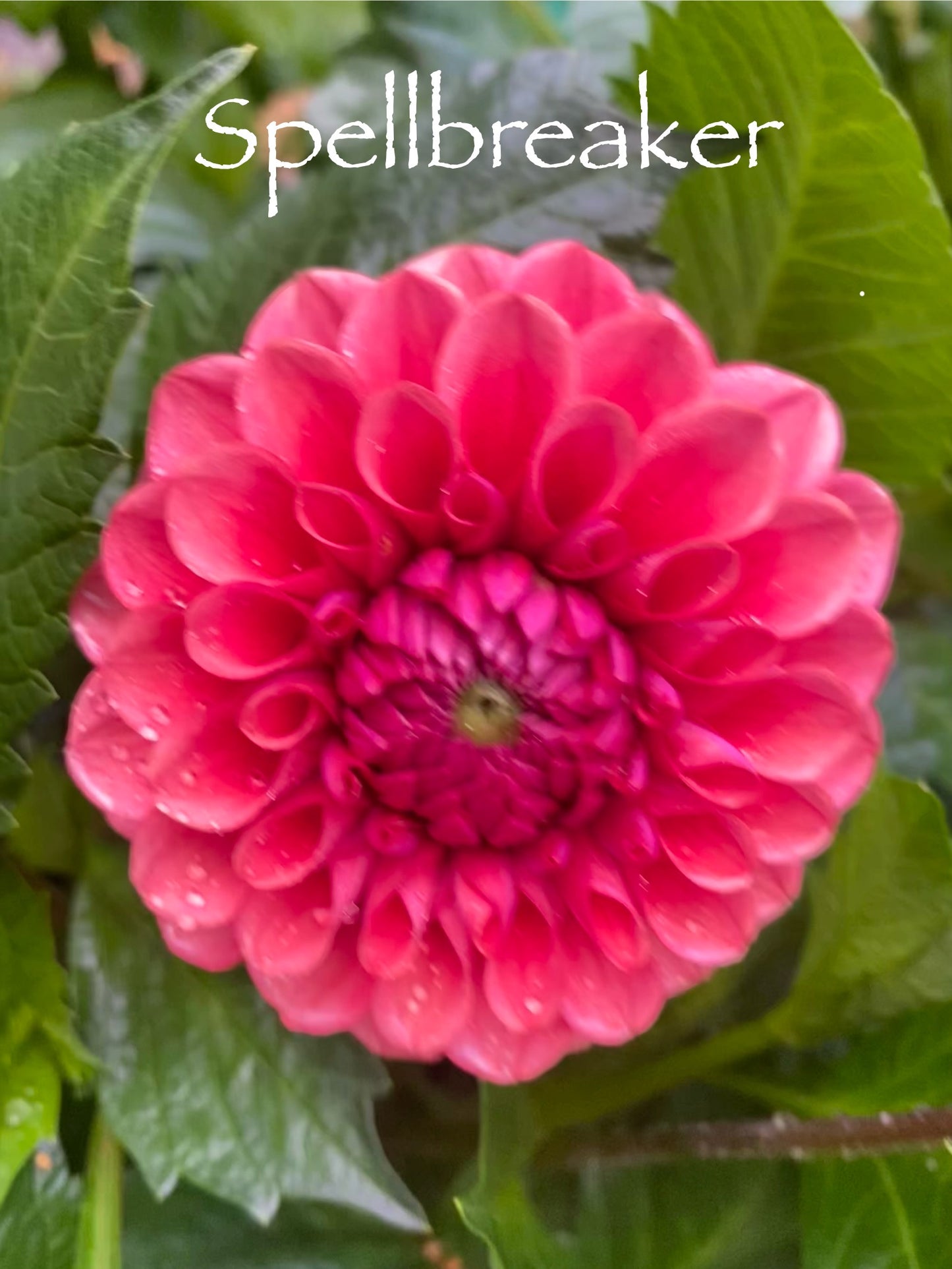 Spellbreaker
