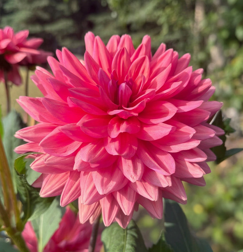 Dutch Pearl
