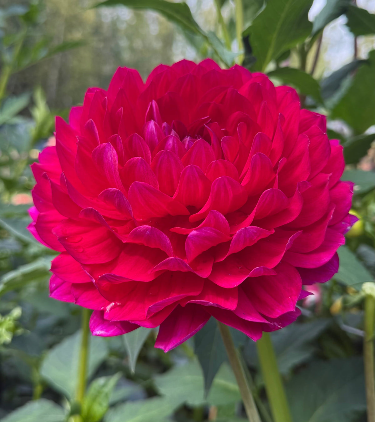 Sandia Cancan