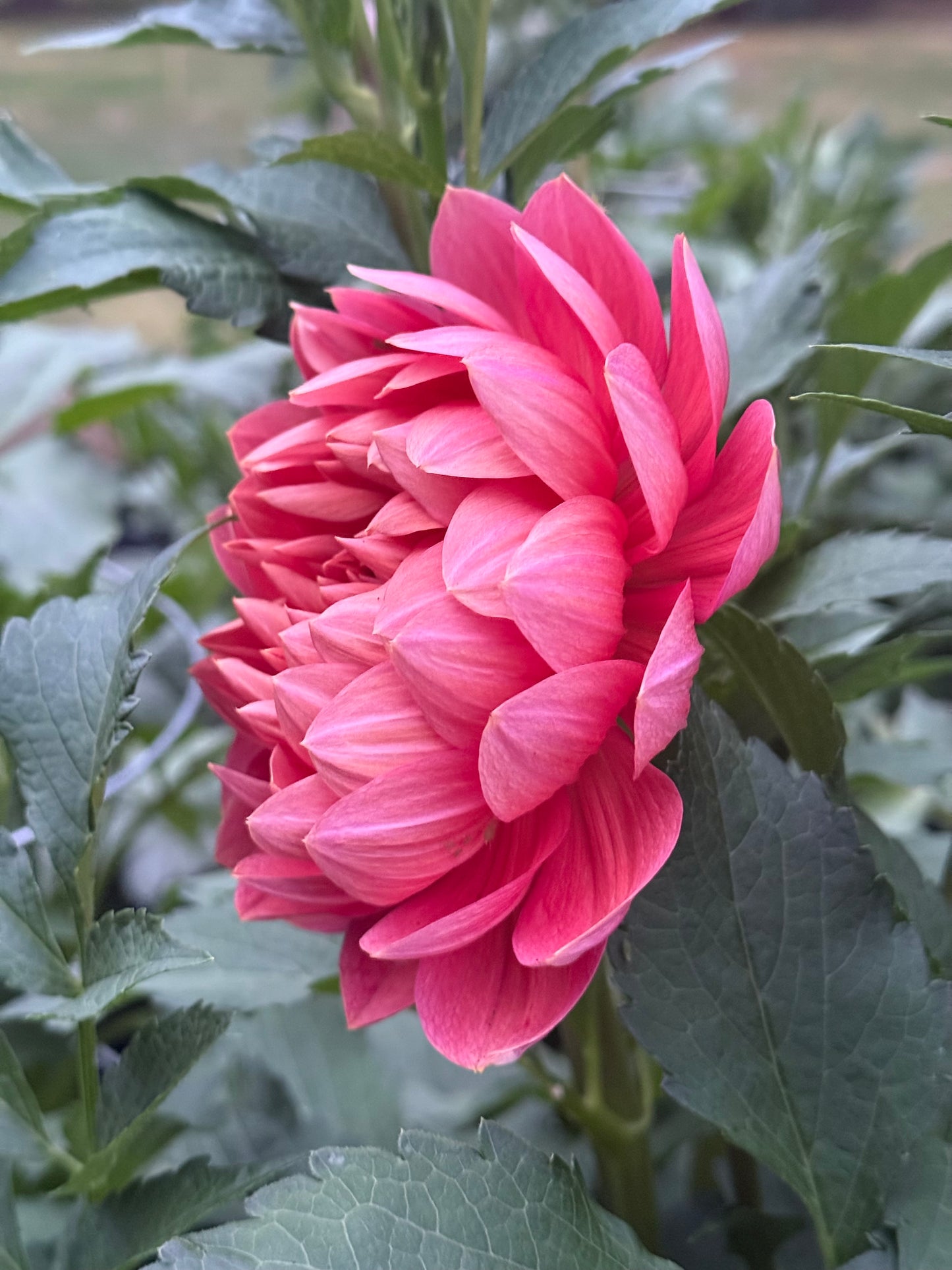 Hollyhill Daydreamer Dahlia