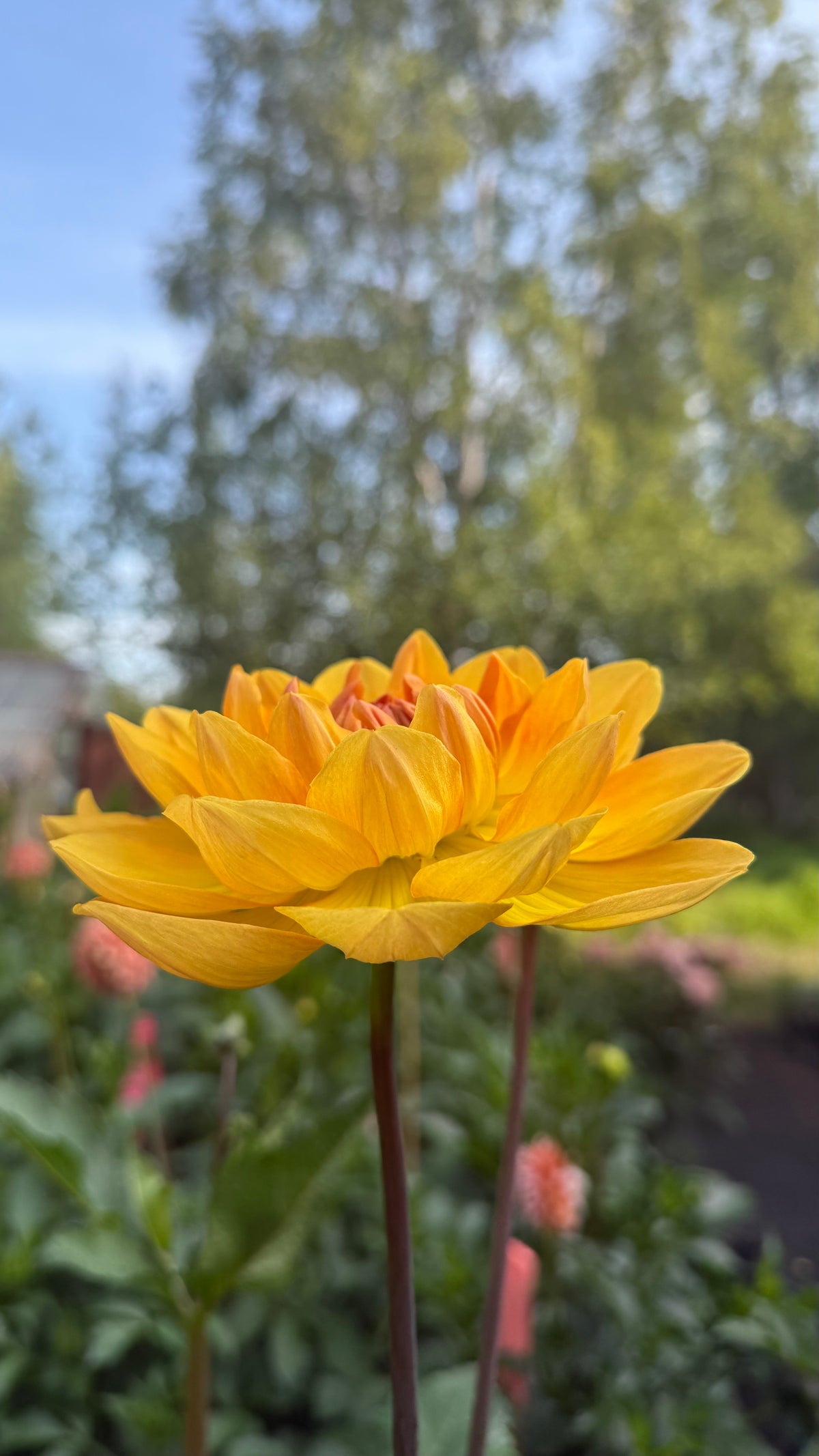 Hollyhill Golden Glow