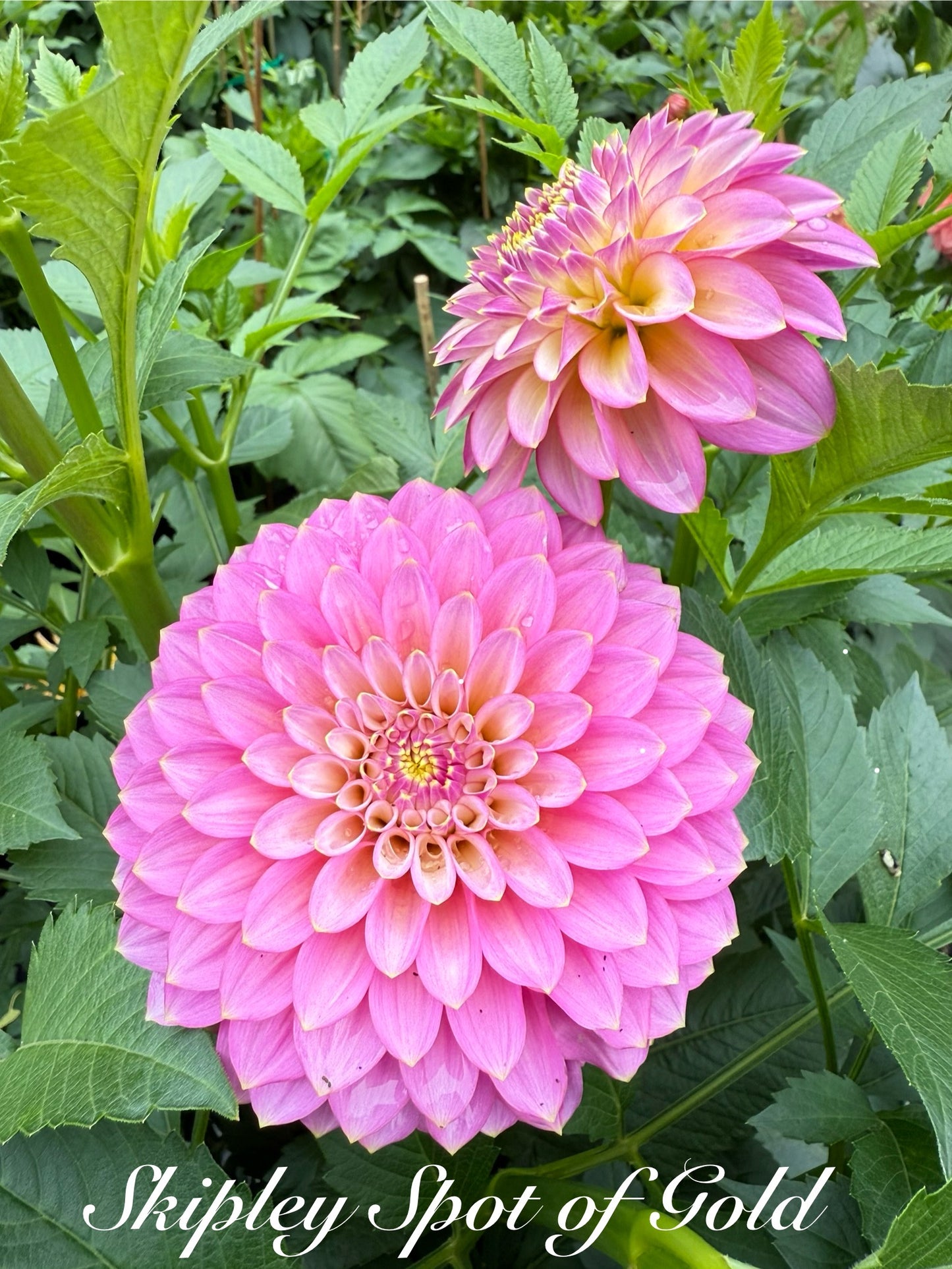 Skipley Spot of Gold