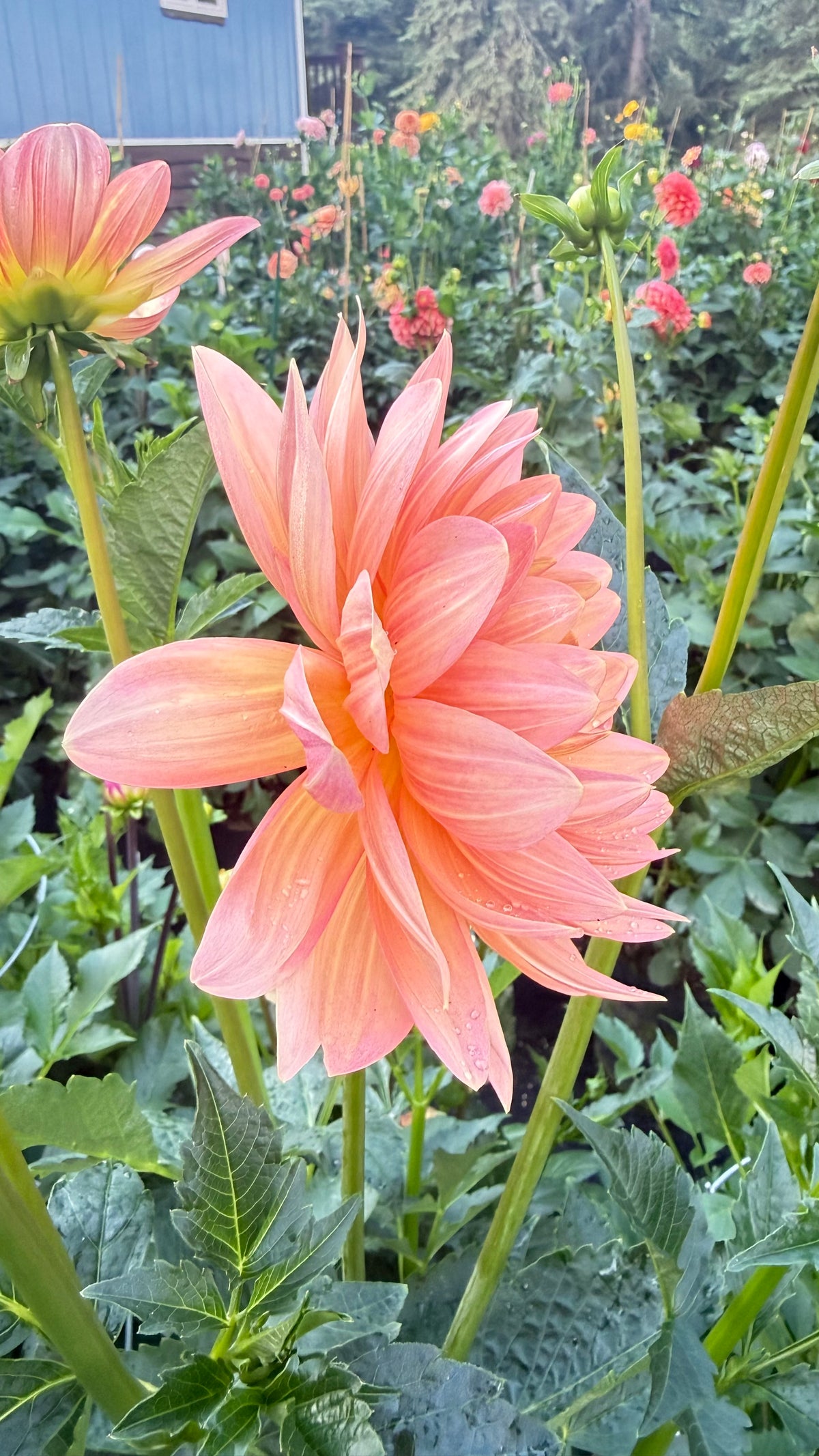 Chimacum Cathleen