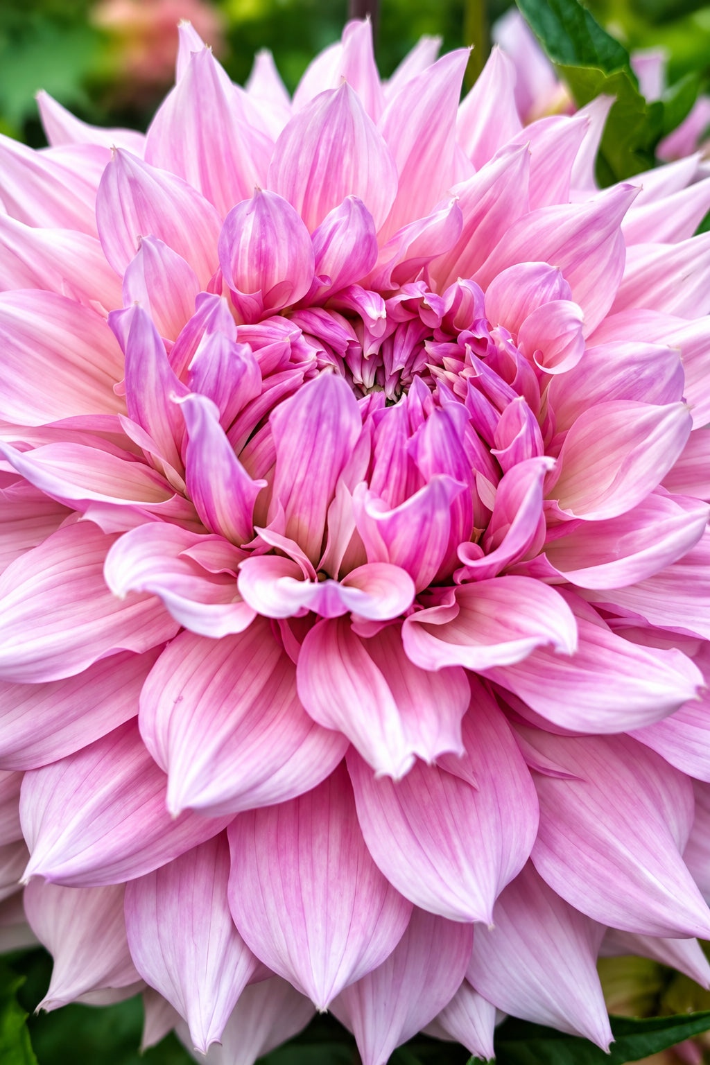 Lee’s Angelica