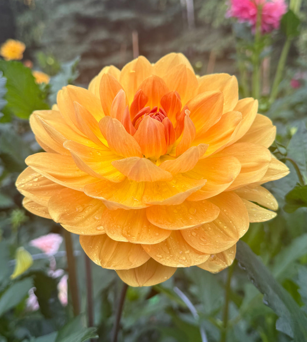 Hollyhill Honey Glow