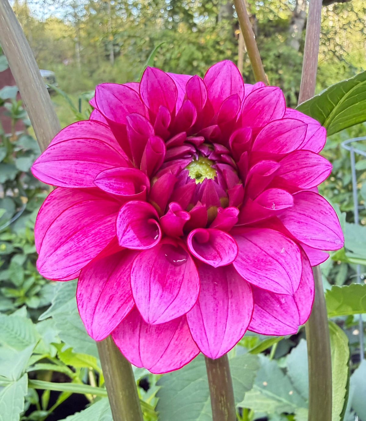 RM Berry Bliss