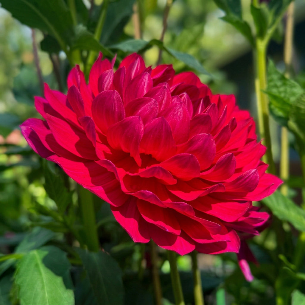 Sandia Cancan