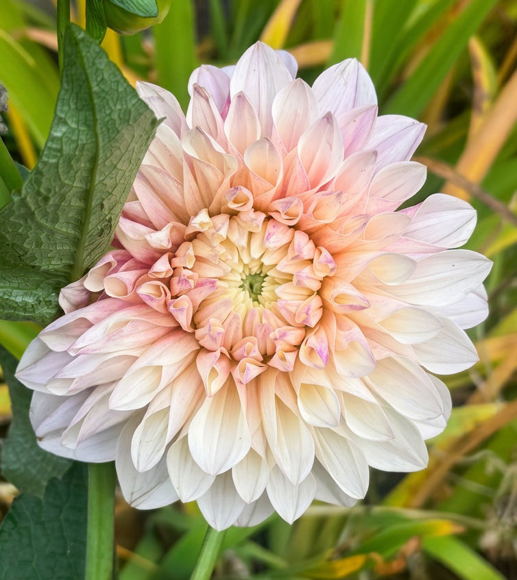Florelie Antique