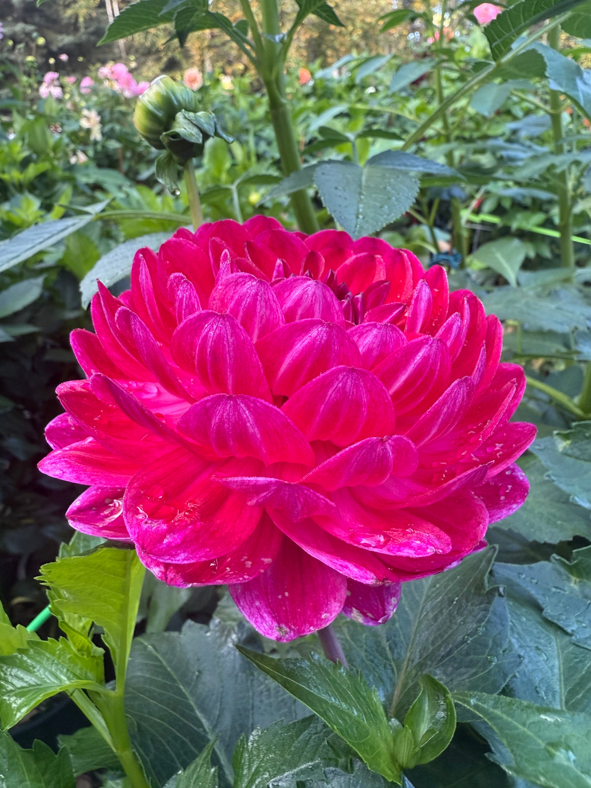 Sandia Bertha