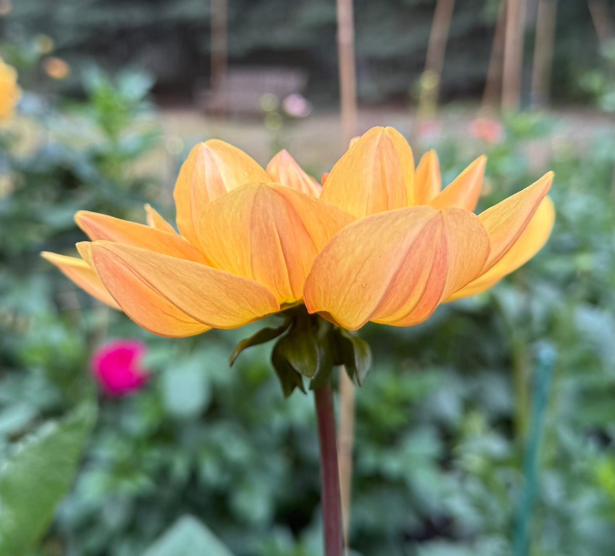 Hollyhill Golden Glow