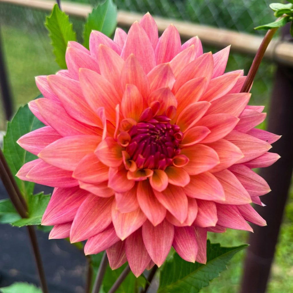 Florelie Seastar