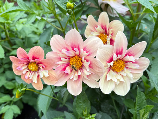 Rhubarb and Custard (Limit 1)