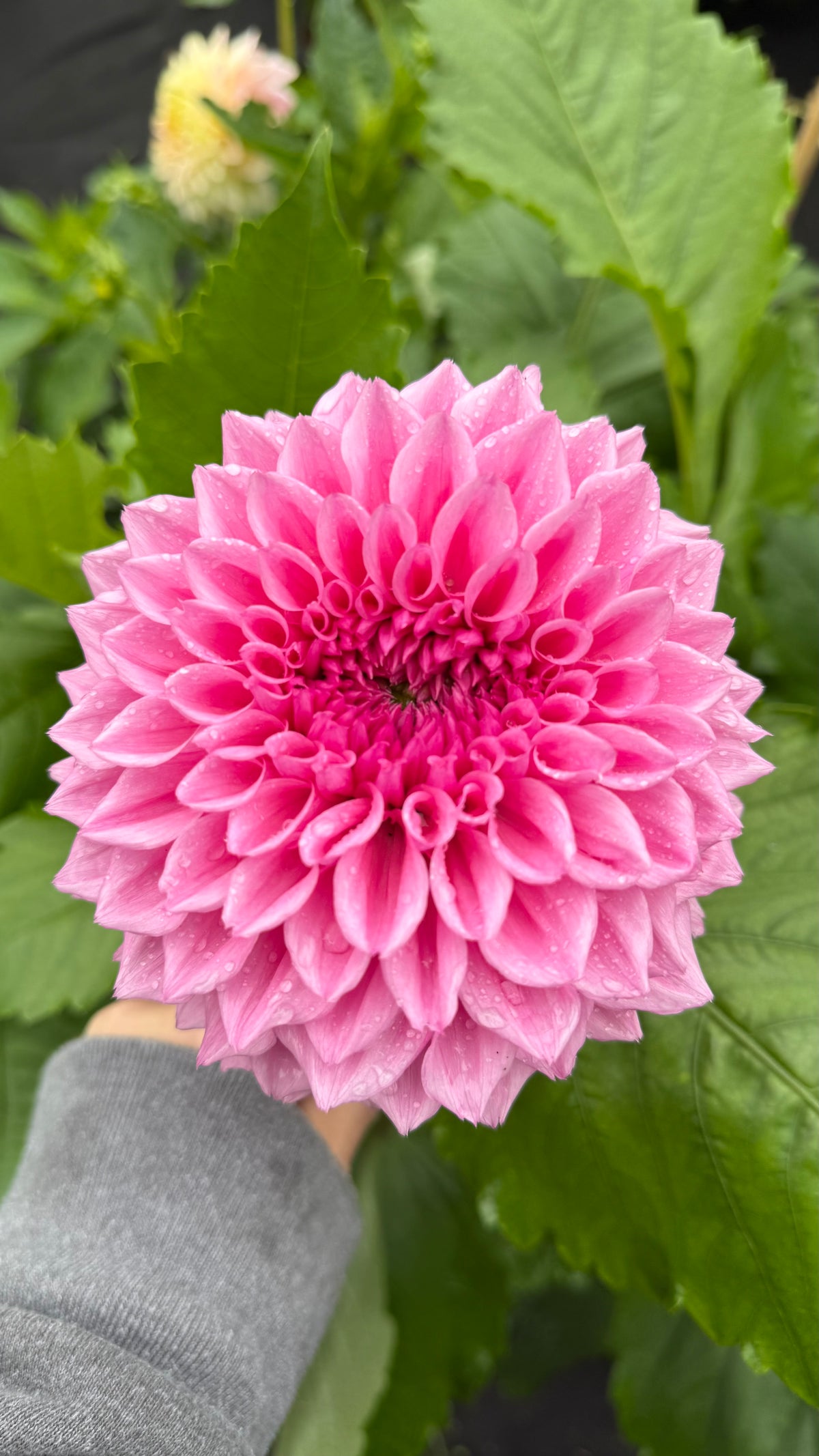 Lee’s Triple Pink