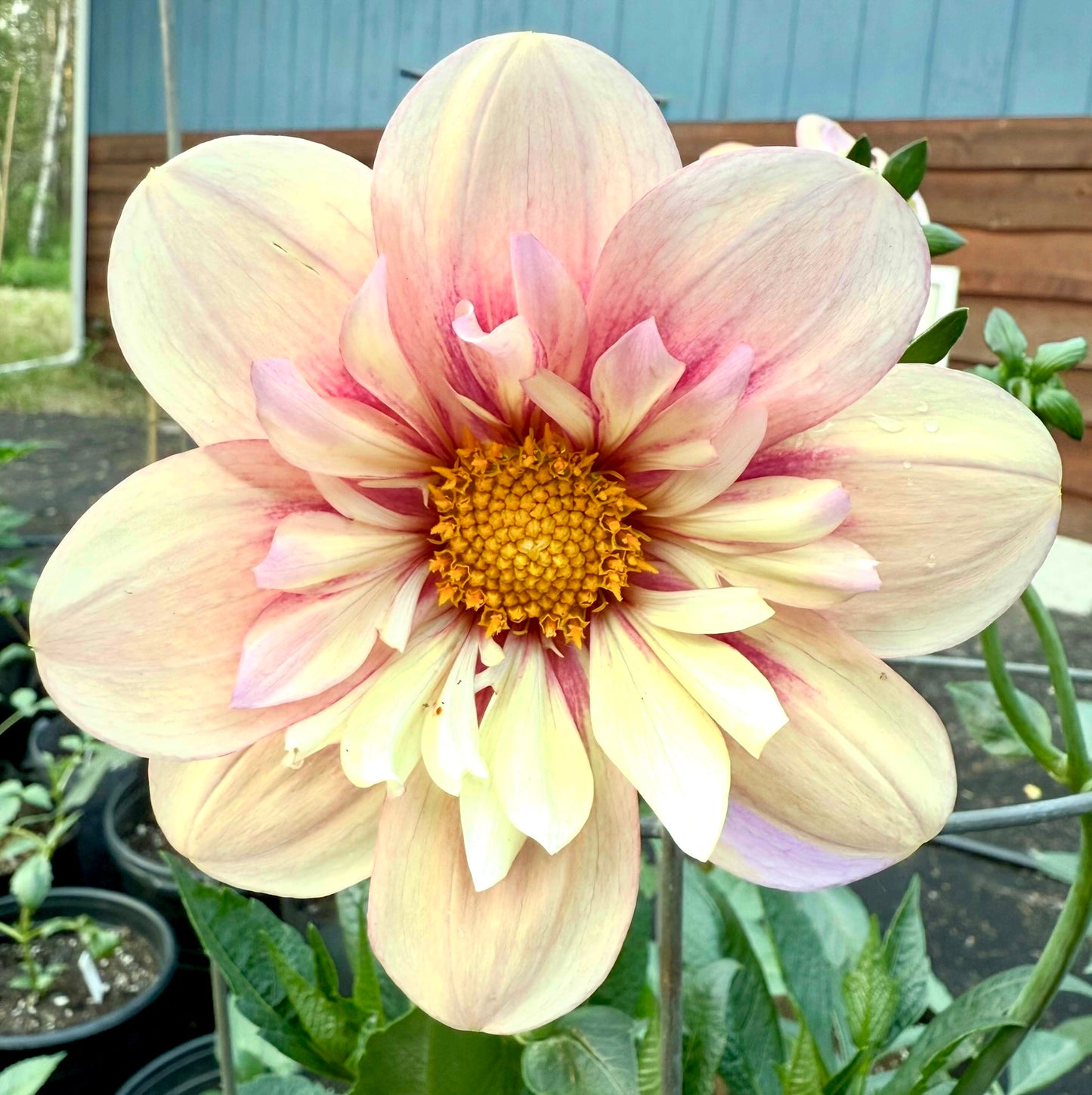 Rhubarb and Custard (Limit 1)