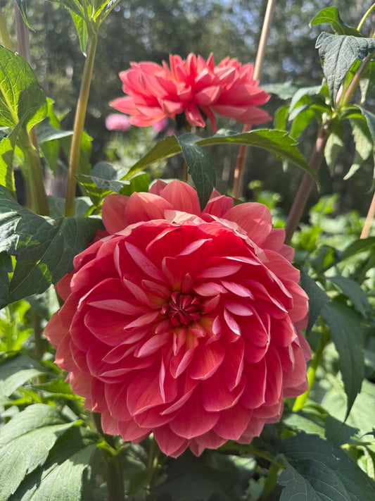 Hollyhill Daydreamer Dahlia