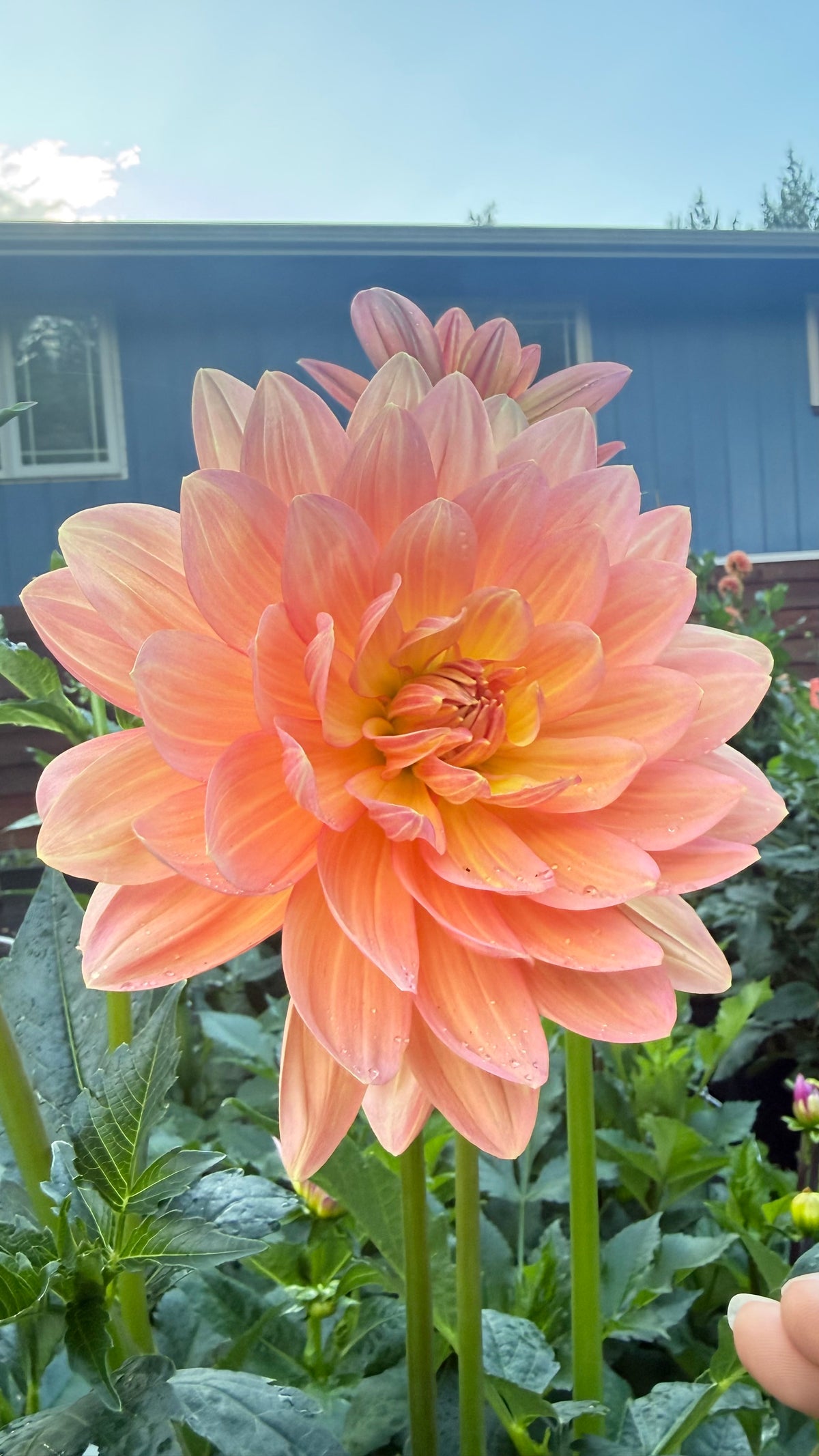 Chimacum Cathleen
