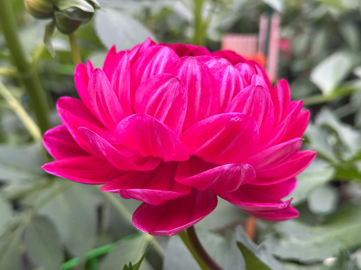 Sandia Bertha