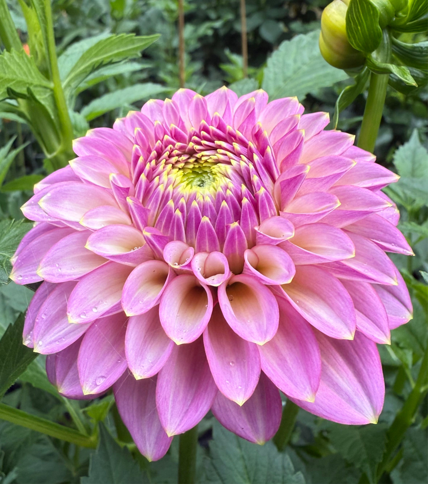 Skipley Spot of Gold