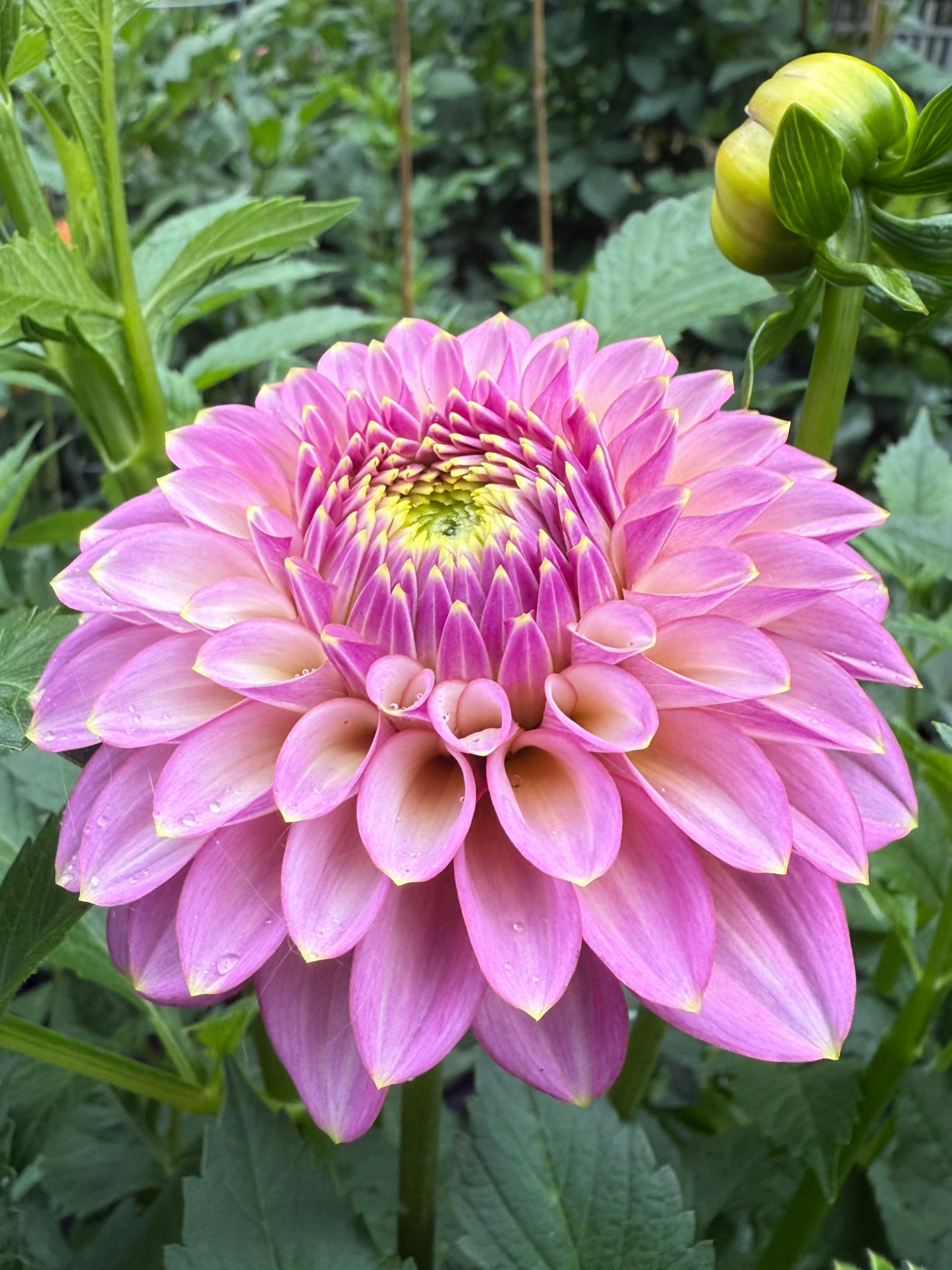 Skipley Spot of Gold