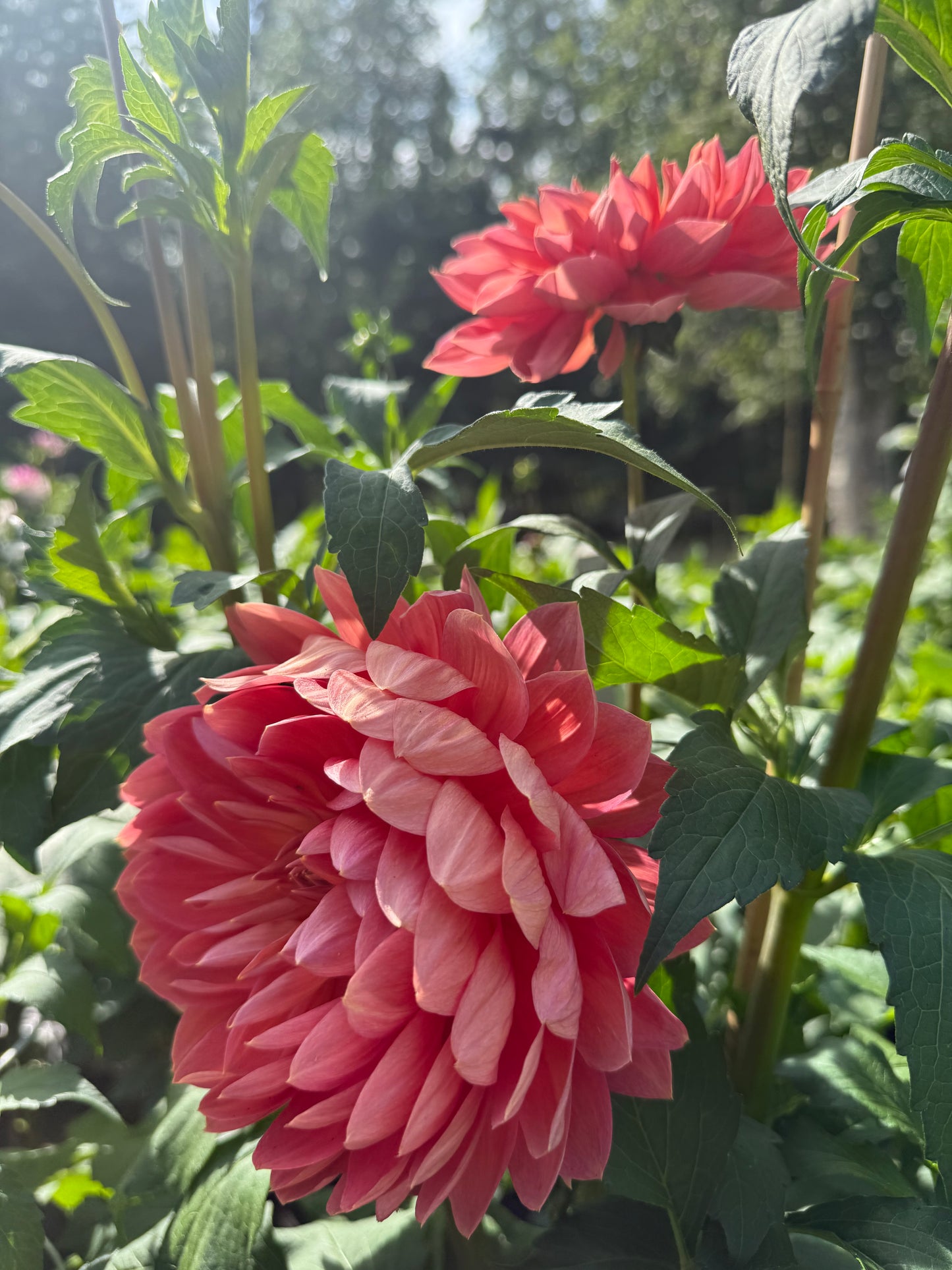 Hollyhill Daydreamer Dahlia