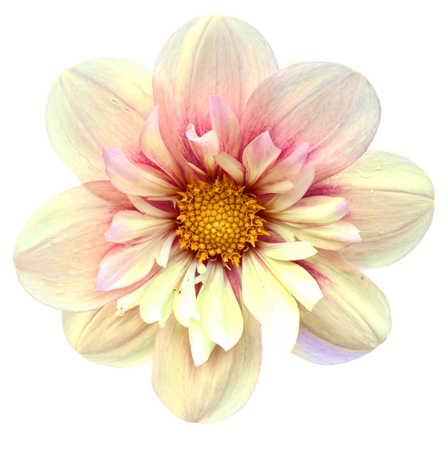 Rhubarb and Custard (Limit 1)