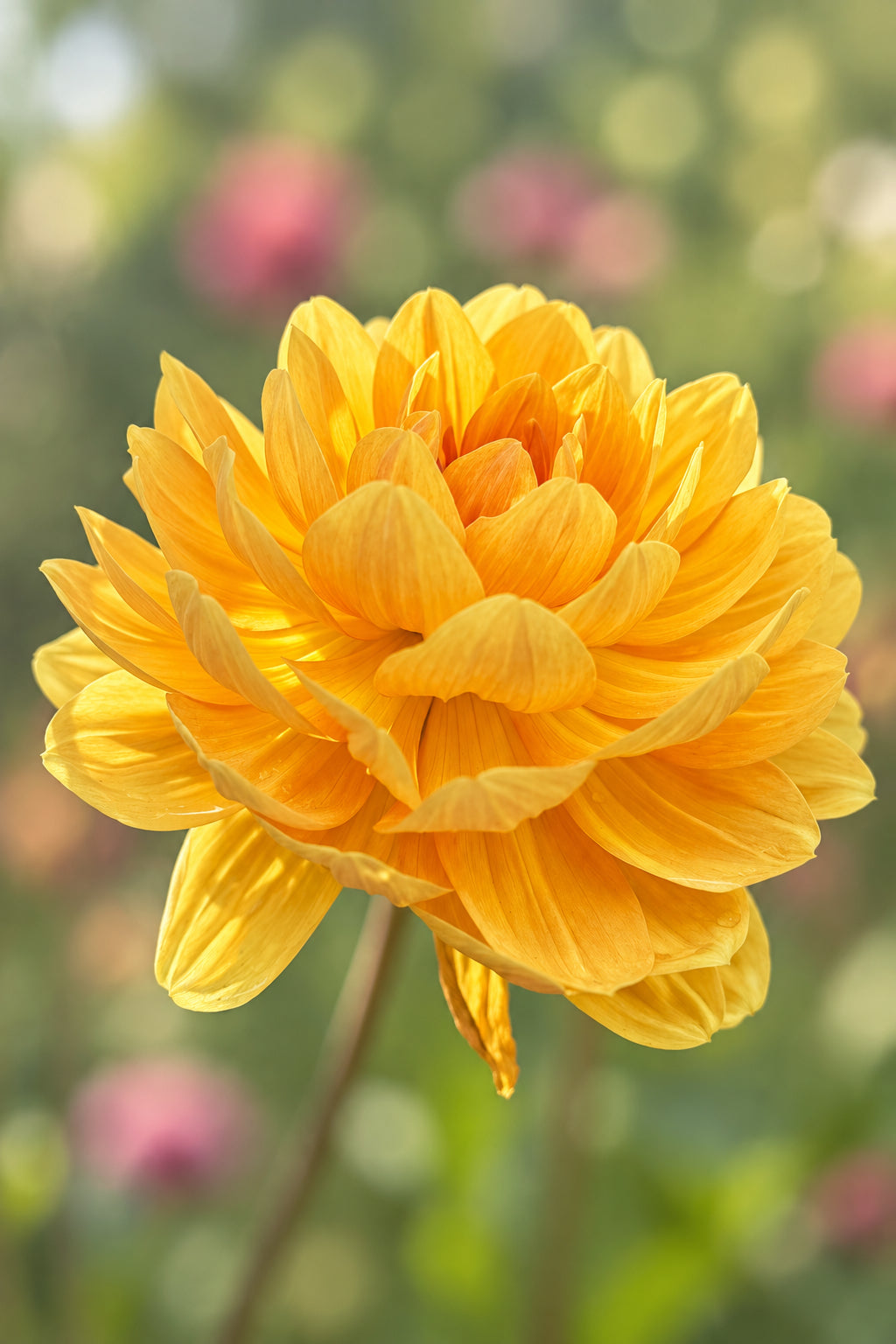 Hollyhill Honey Glow