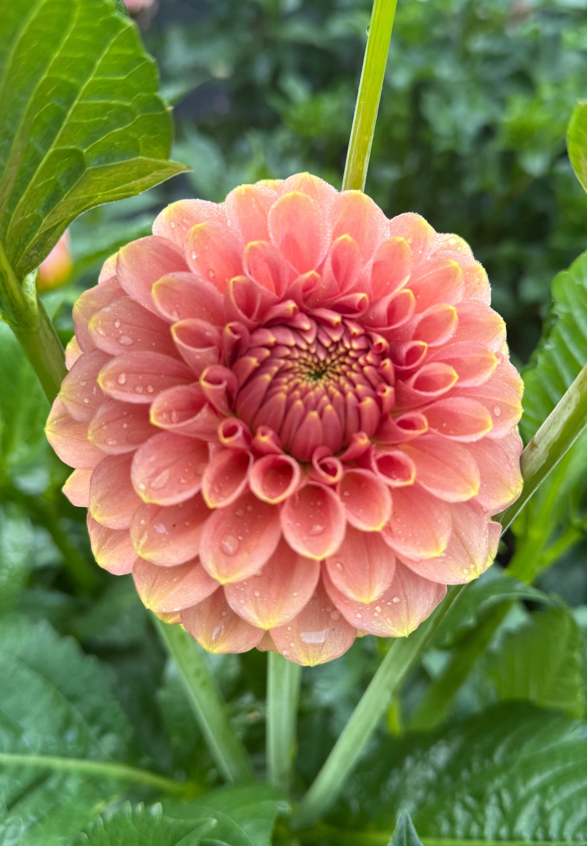 RM Golden Hour