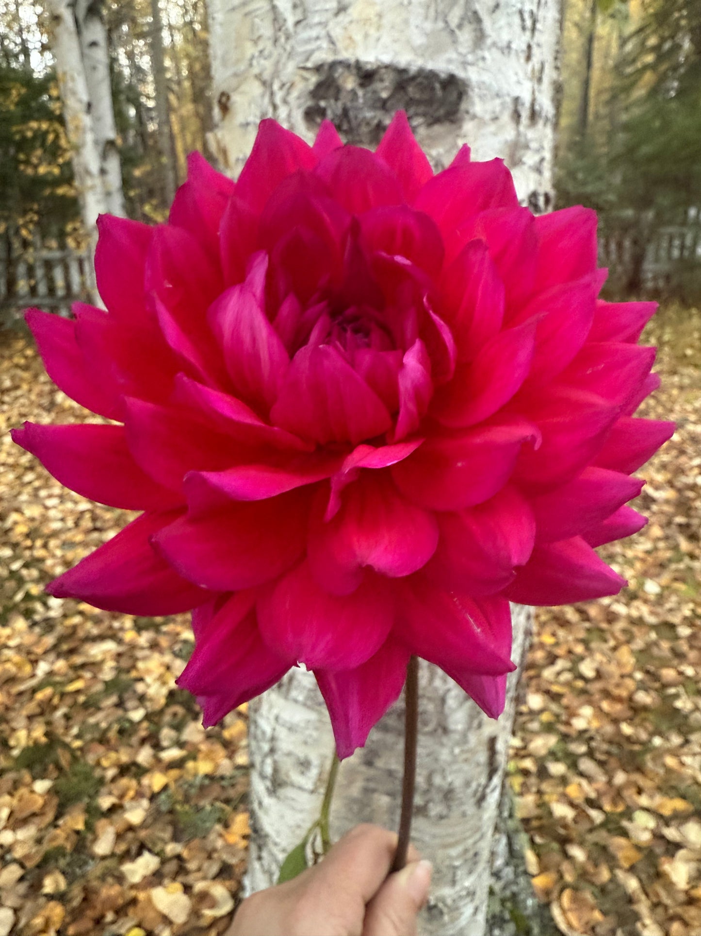 Hollyhill Pandora (Limit 1)