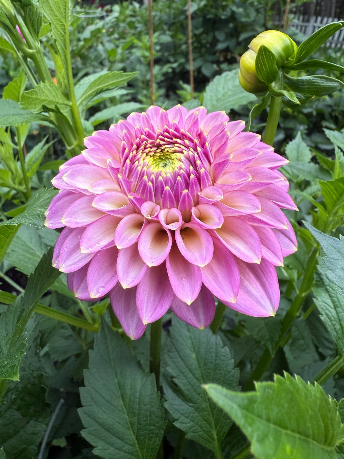 Skipley Spot of Gold