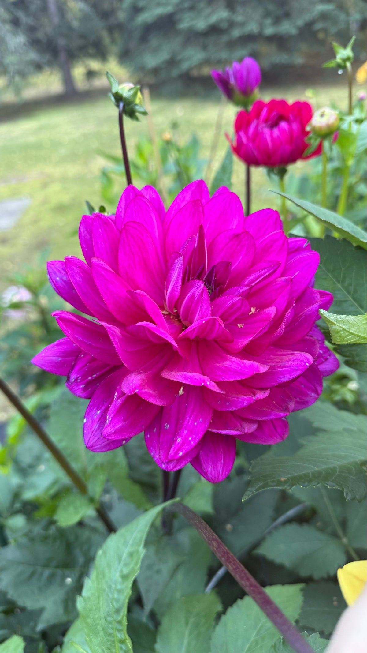 Sandia Regal