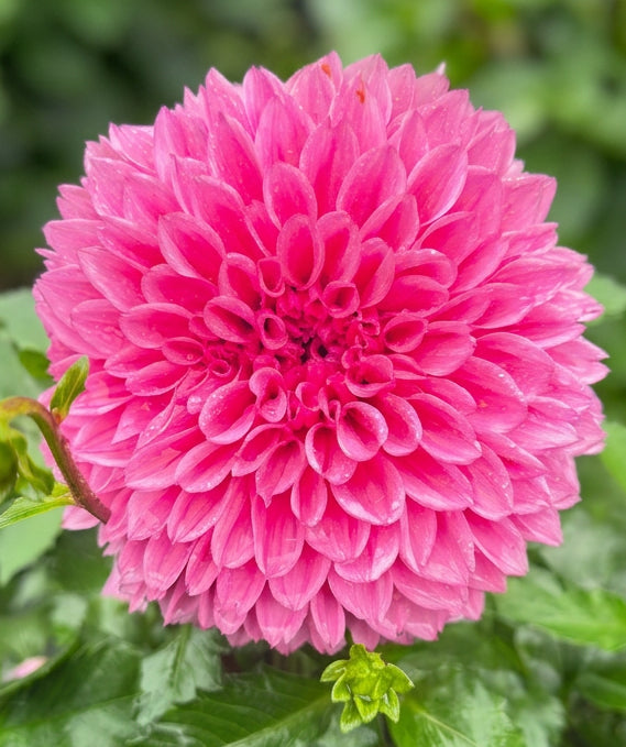 Lee’s Triple Pink
