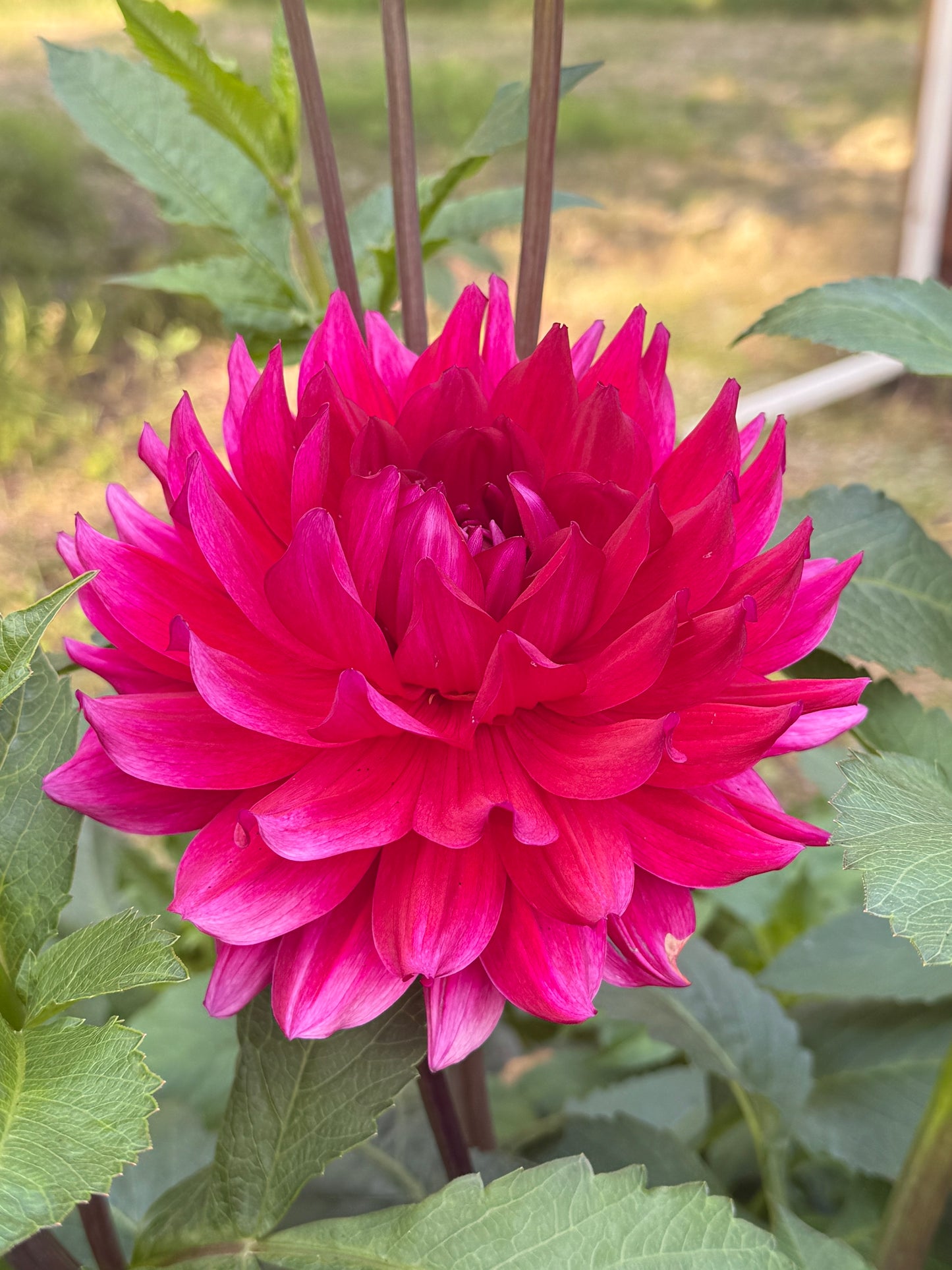 Hollyhill Pandora (Limit 1)