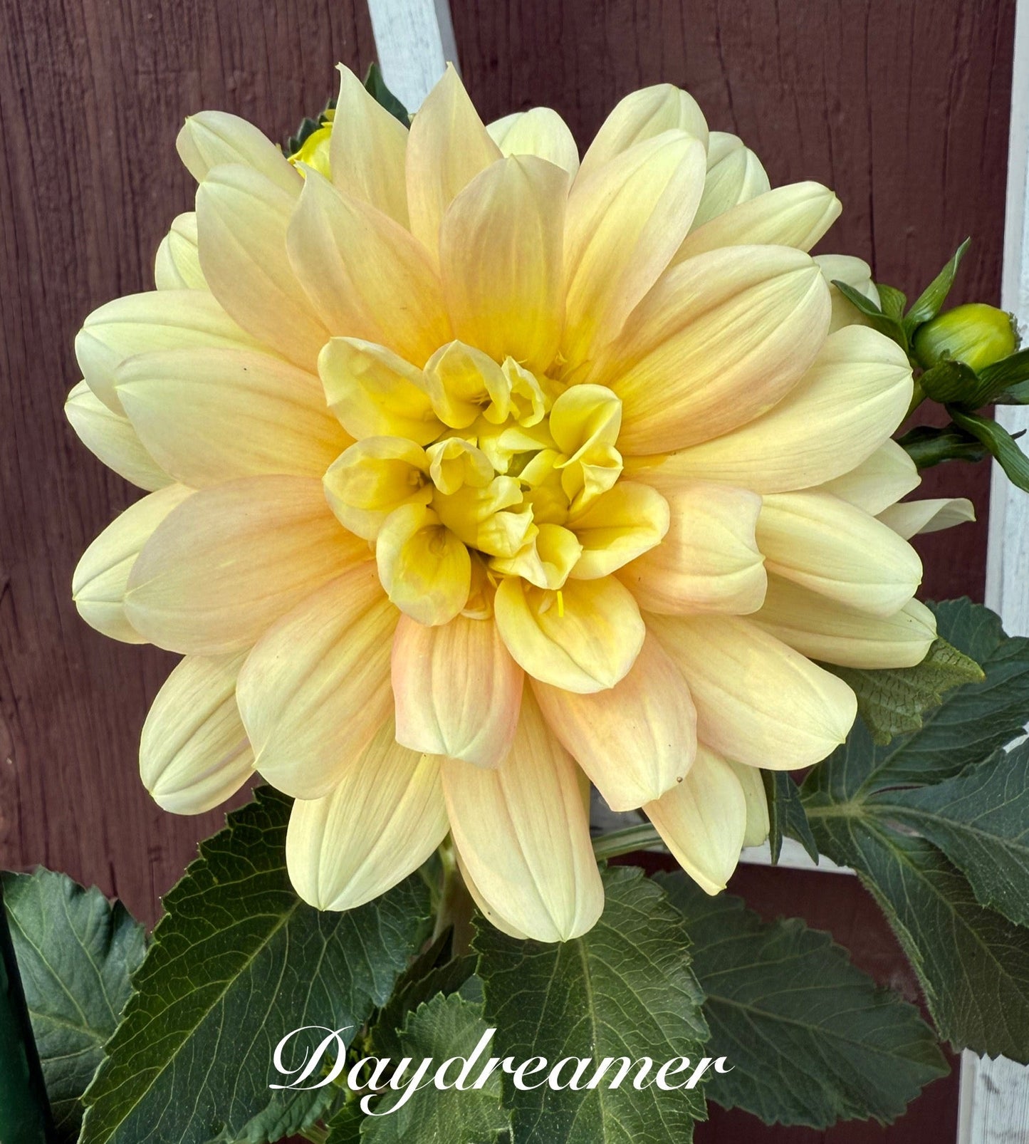 Daydreamer