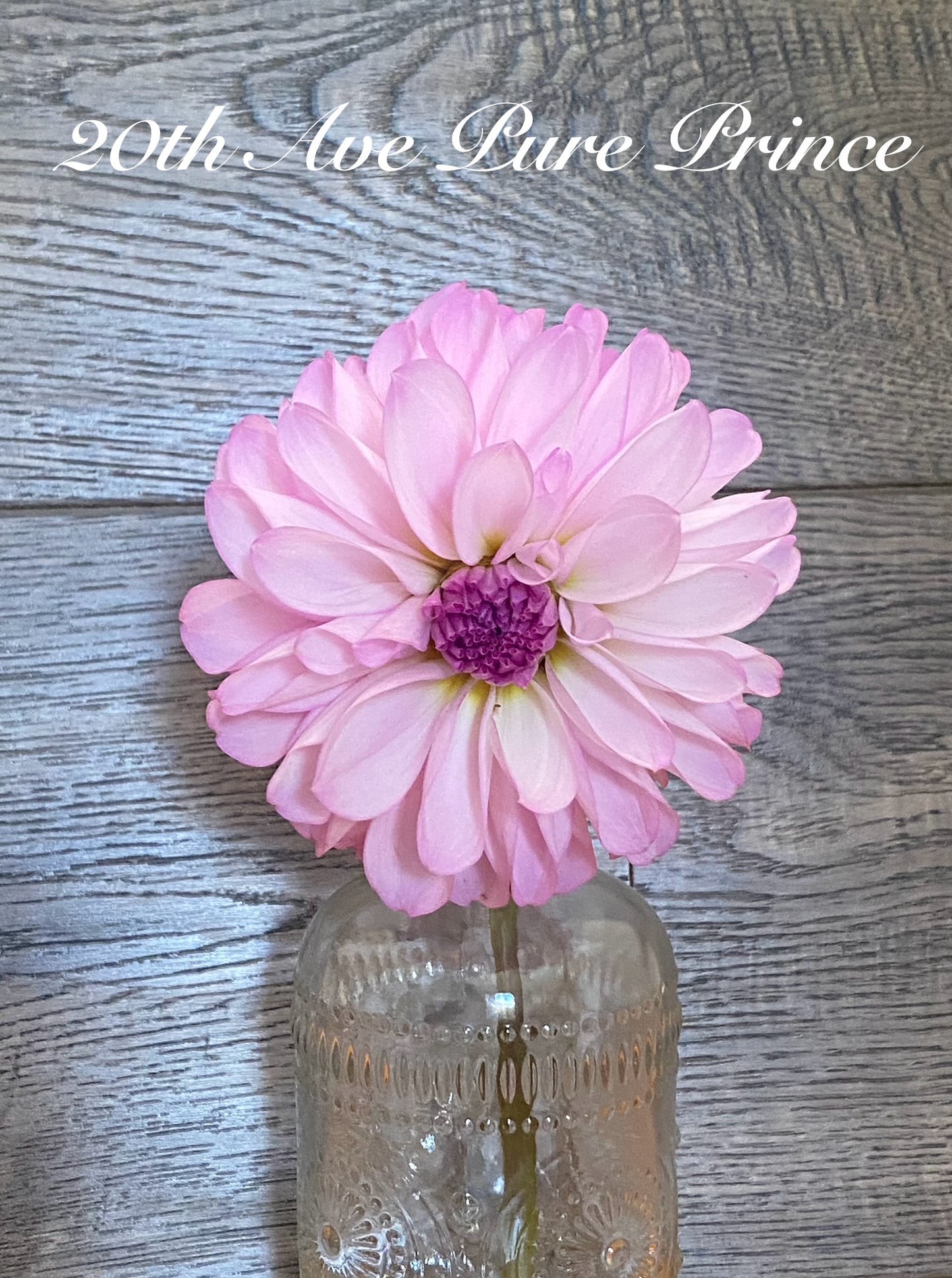 20th Ave Pure Prince