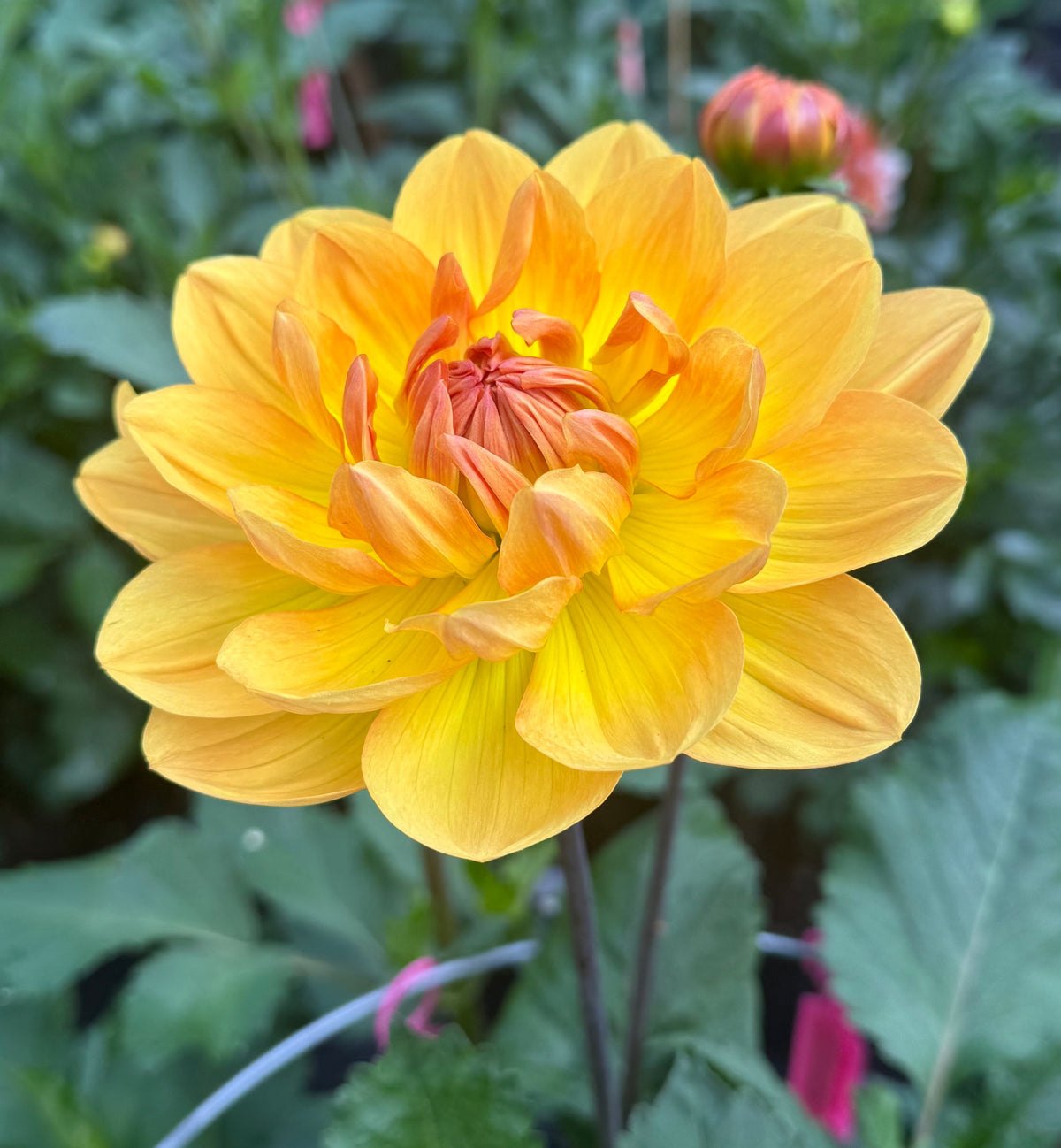 Hollyhill Golden Glow