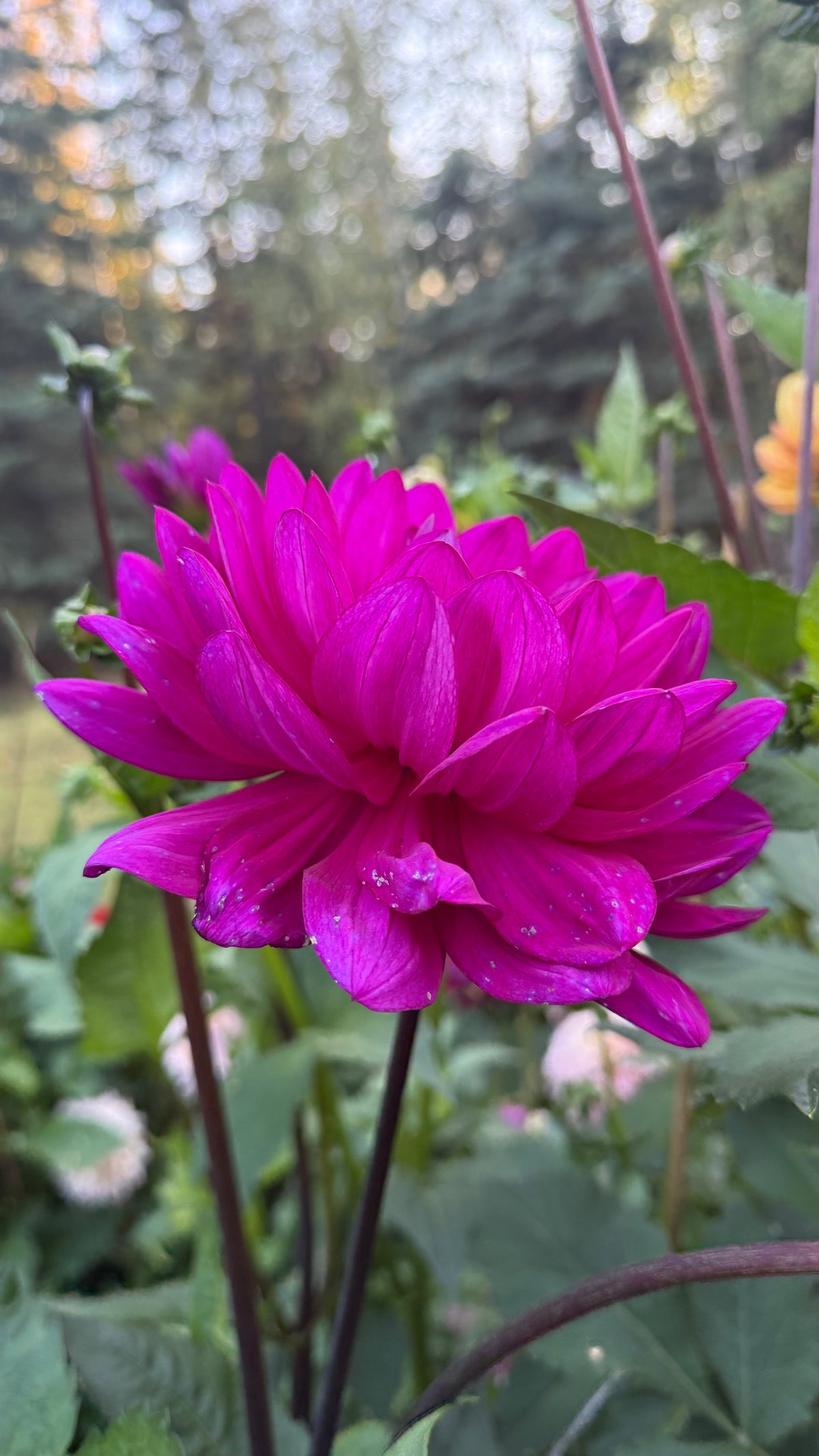 Sandia Regal