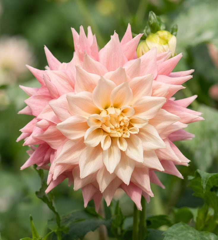 Lee’s Rosalyn