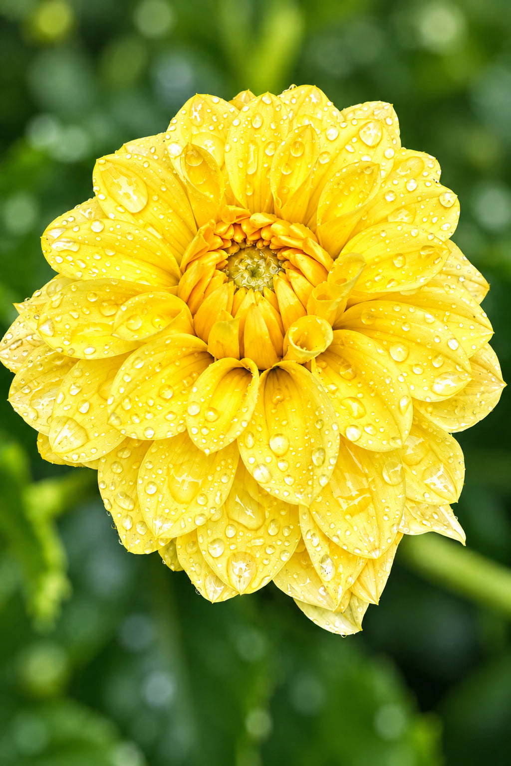 Lee’s Primrose Darling