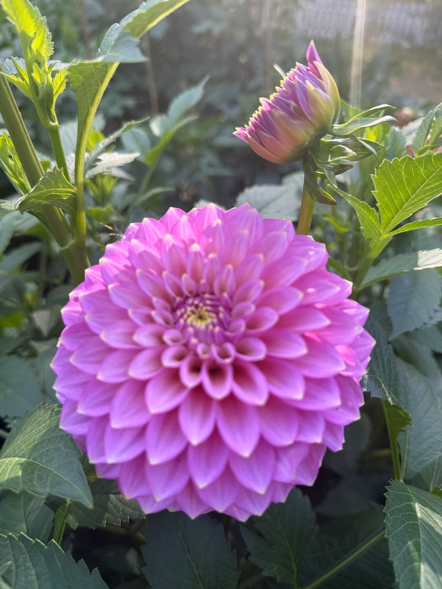 Skipley Spot of Gold