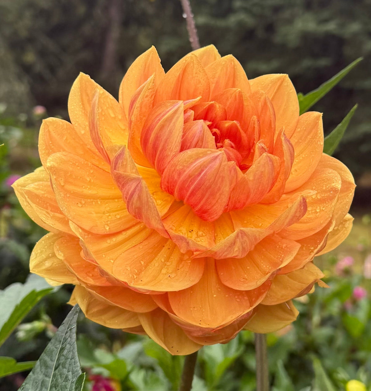 Hollyhill Golden Glow