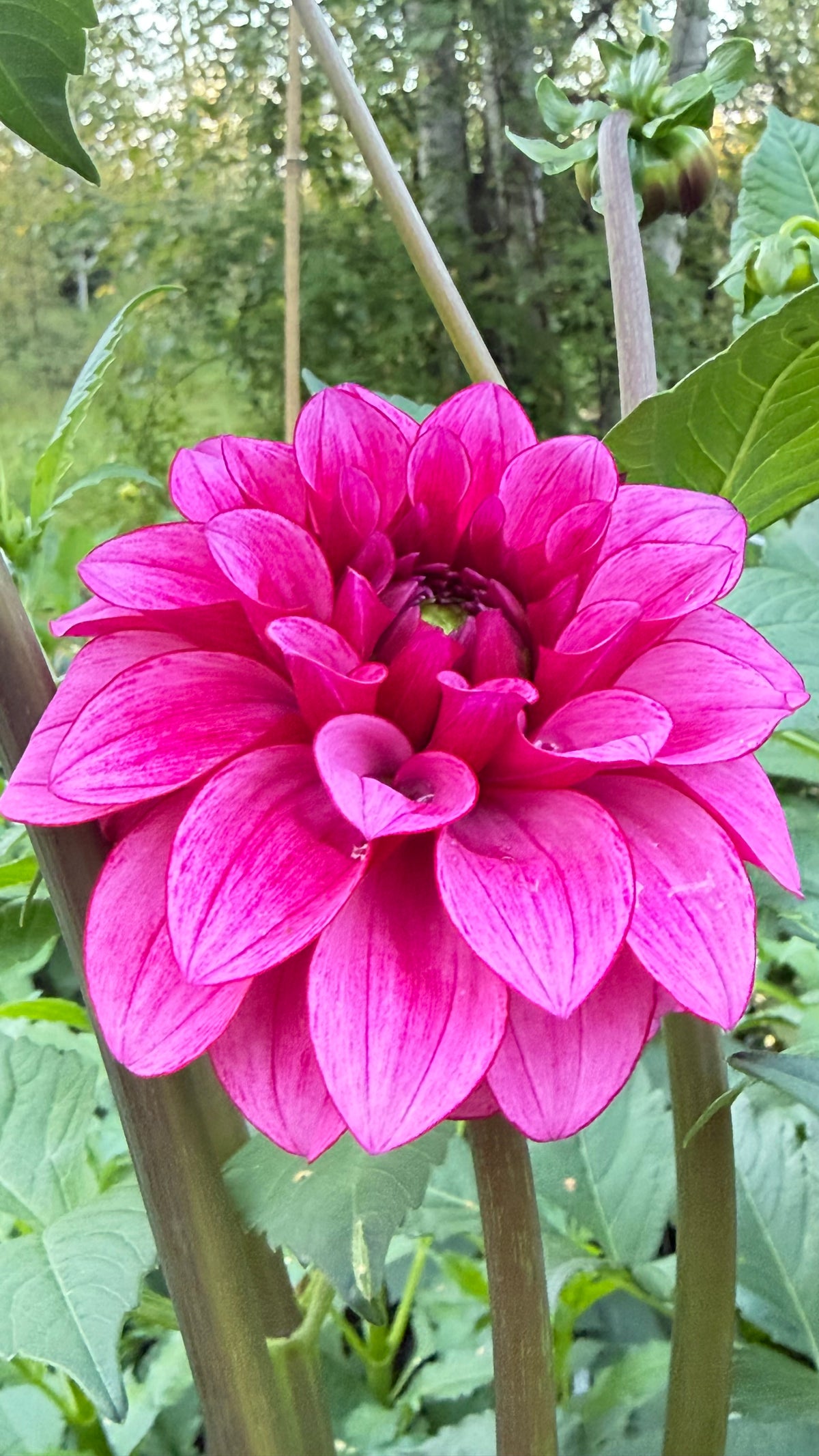 RM Berry Bliss