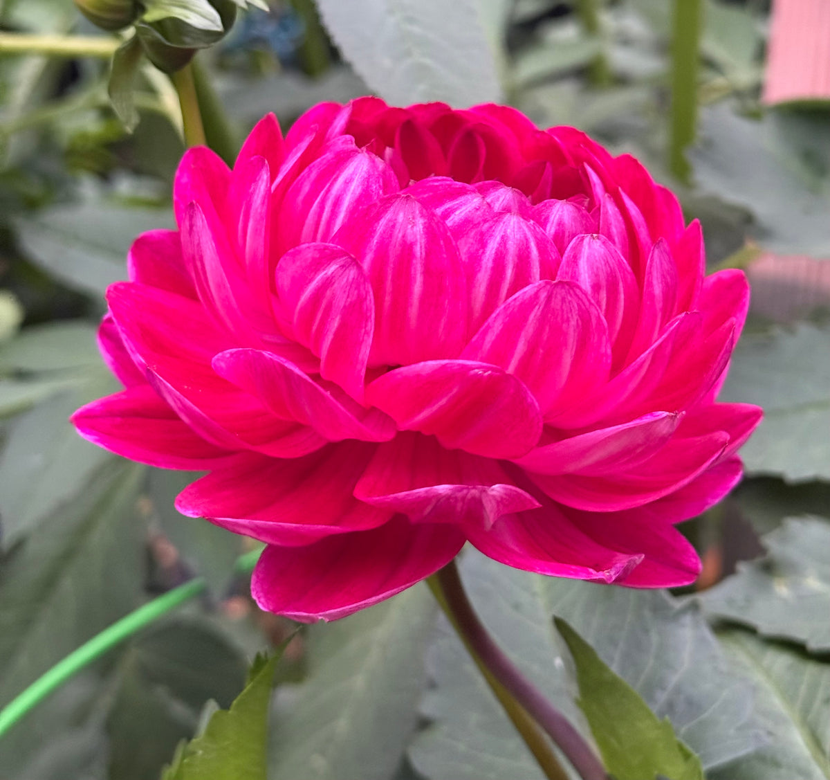 Sandia Bertha